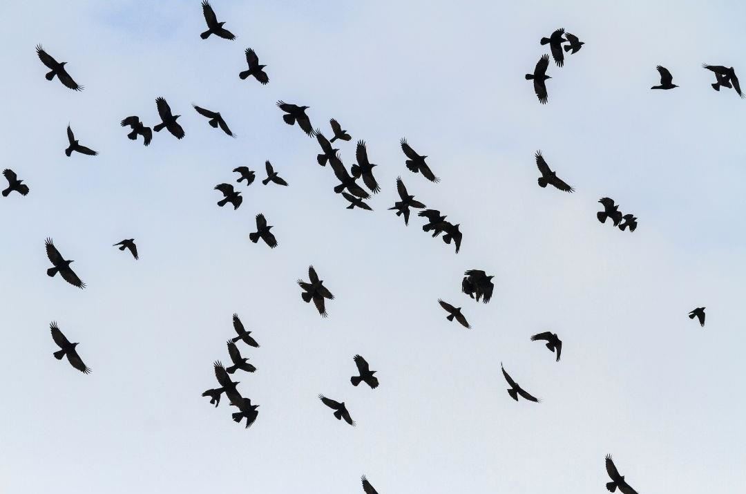 The Annoying Birds